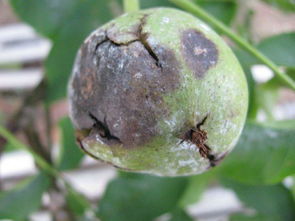 核桃树主要病虫害的防治与识别,核桃的病虫害防治研究进展