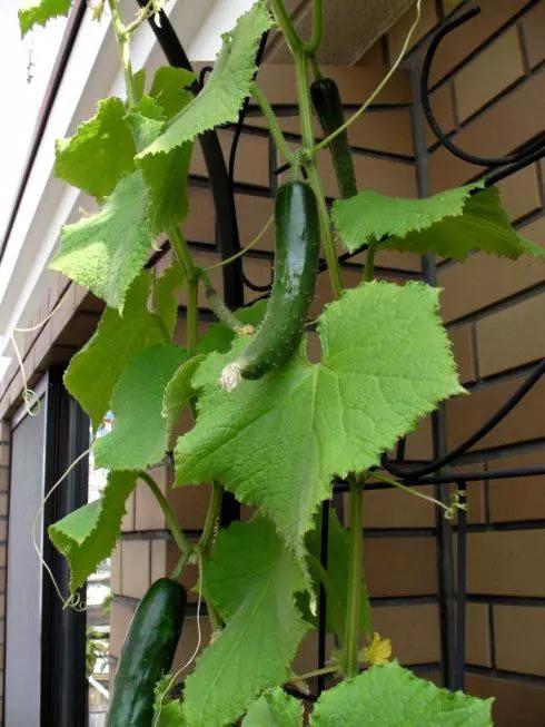 阳台可以种黄瓜吗,阳台种黄瓜施什么肥长得最好