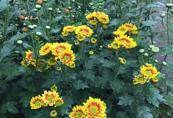 做花针的方法,学做花针