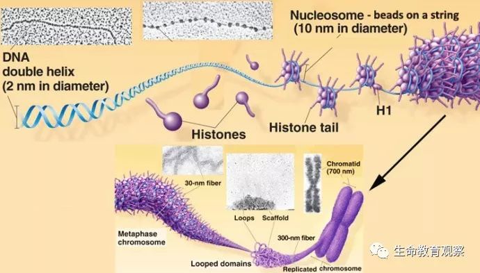 动植物细胞亚显微结构模式图片,动植物细胞的亚显微结构