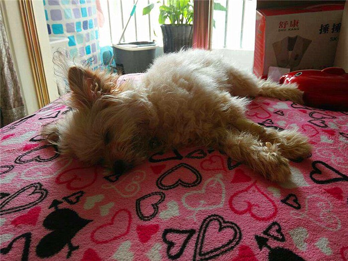 辟谣迷你狗的谣言,狗狗细小成犬后还会得吗