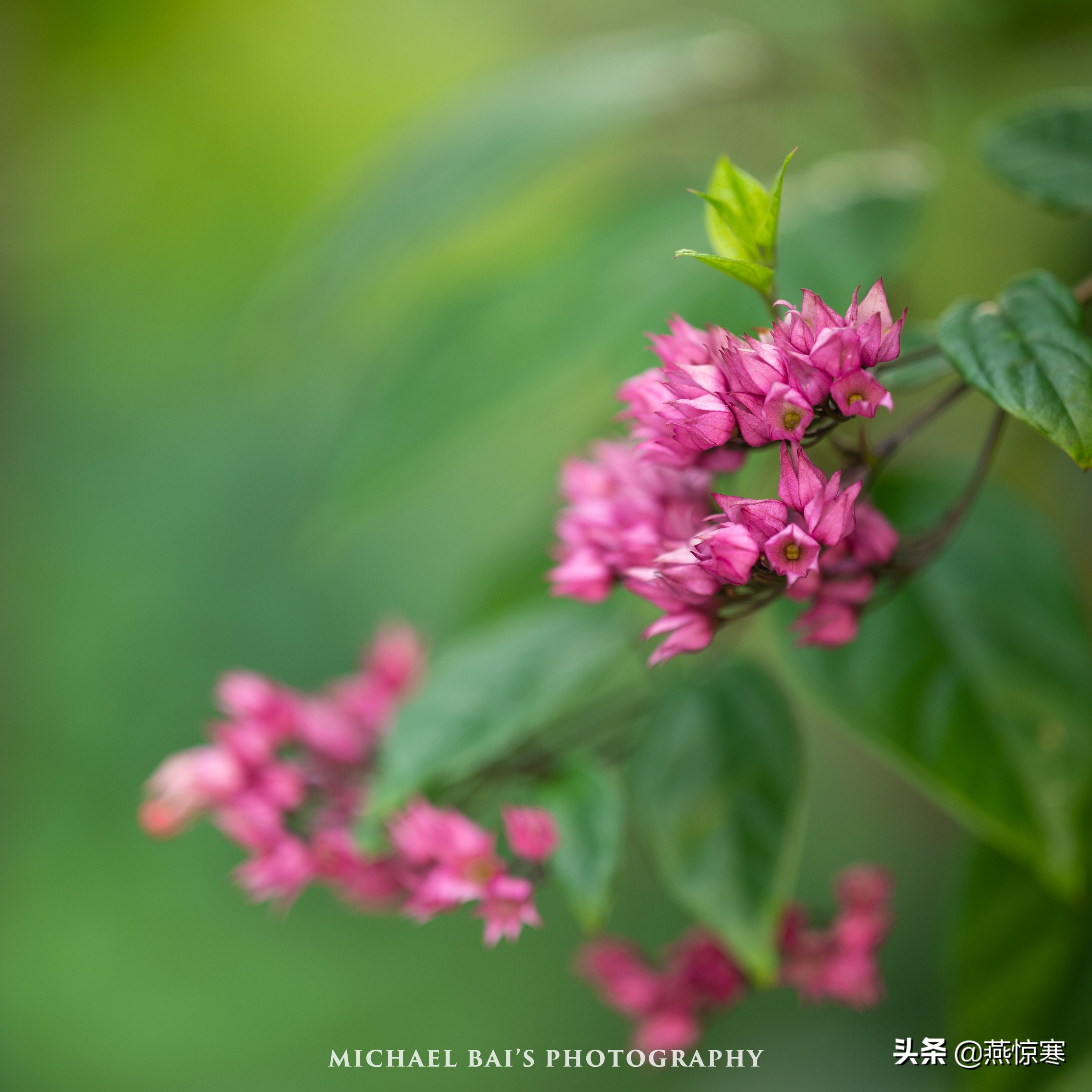 徕卡最值得玩的镜头,徕卡镜头351.4和501.4拍摄对比