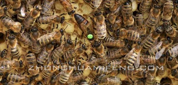 蜜蜂蜂王养殖技术,蜜蜂养殖技术书籍