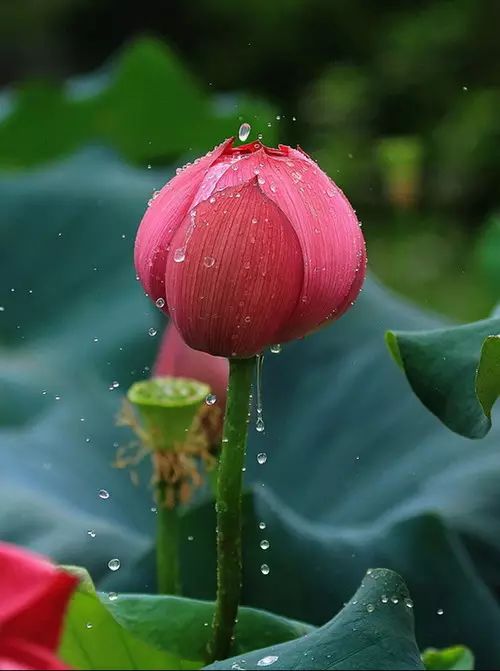 中国十大名花惊艳千年,中国十大名花美极了