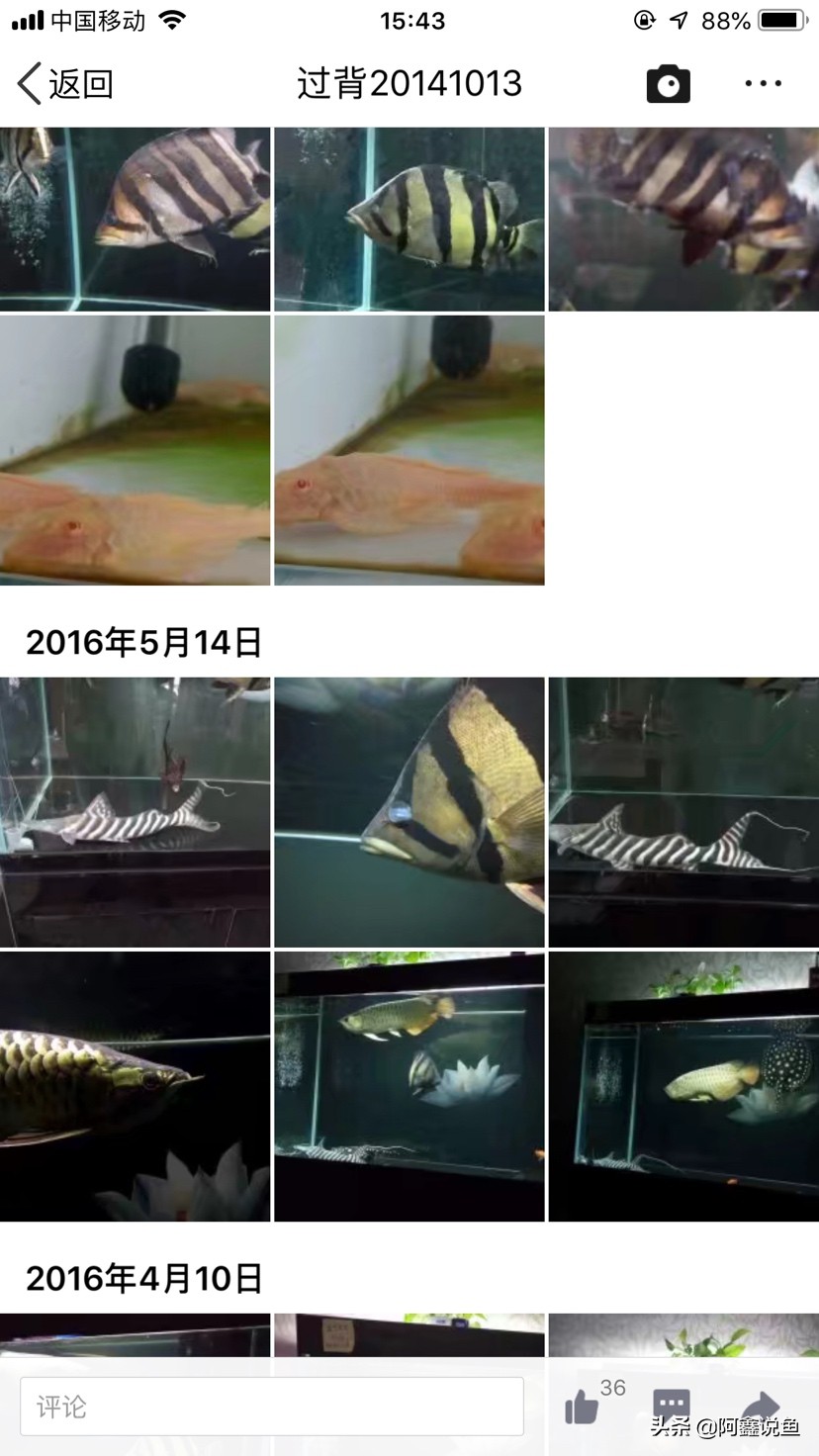 红龙蒙眼用什么药最好,红龙蒙眼很厉害怎么办