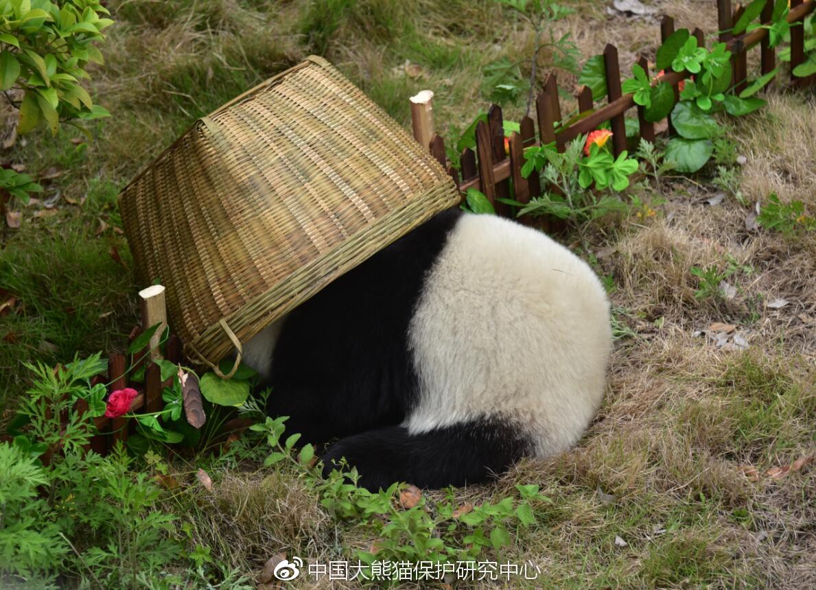 熊猫玩球赛,熊猫玩转世界杯迈迈