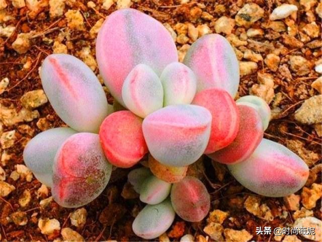 看看多肉萌新“水贴吧”的专业“10句黑话”，时常唬住“*江老**湖”