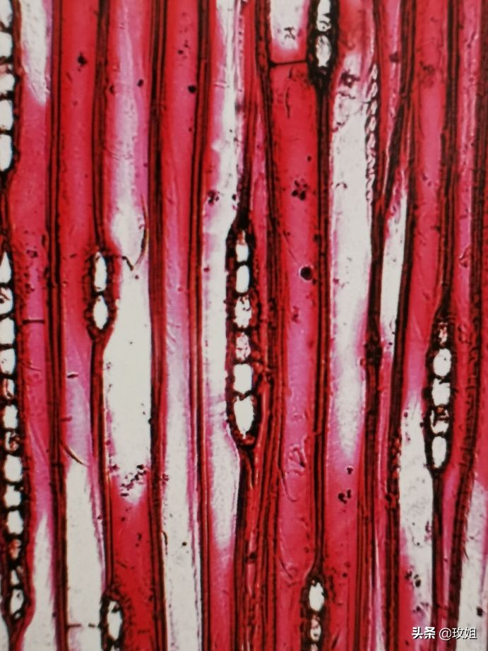 阴沉木和乌木是同一种木吗,阴沉木是什么木