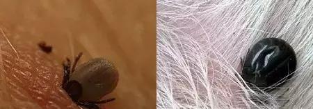 小小蜱虫危害大这些事项需注意,带宝宝外出怎么防草蜱虫