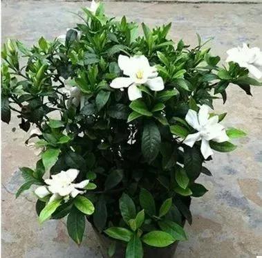 三月最适合种什么花？照着下面养准不会错！好养又好看，满屋飘香