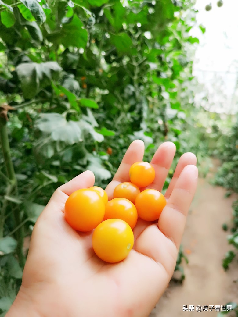 鐭冲搴勬収鐏簞鍥ソ鐜╁悧鍊煎緱鍘诲悧,鐭冲搴勬収鐏簞鍥檮杩戦噰鎽樺洯