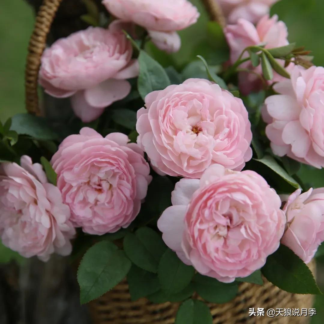 人家最美四月天，天狼自育终于打折了！15个品种供你宠信。