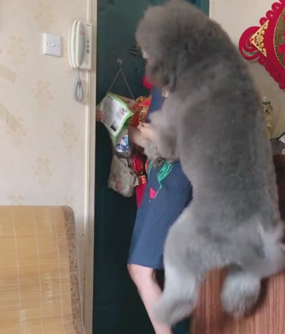 家里边养的巨型泰迪,养巨型泰迪什么体验最好