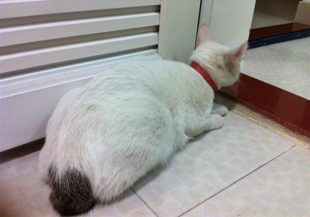 辟谣，剪流浪猫耳朵的都是坏人？需知这也是一种保护方式