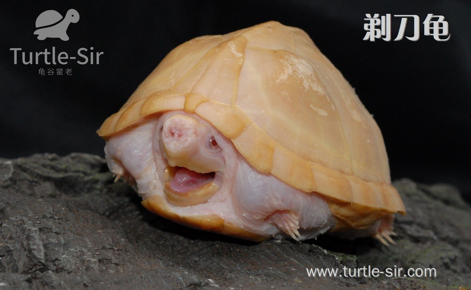 养窄桥蛋龟全过程,生态龟缸养窄桥蛋龟