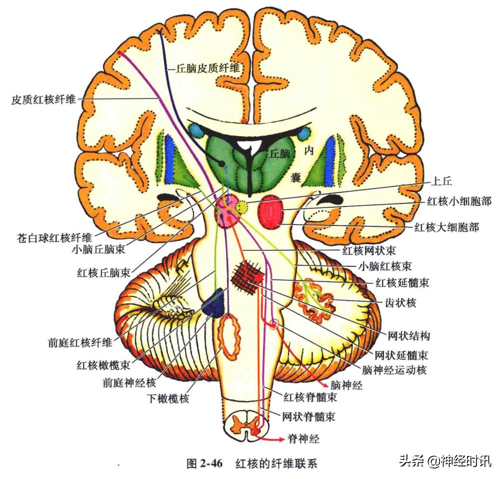 脑干解剖,脑干神经解剖