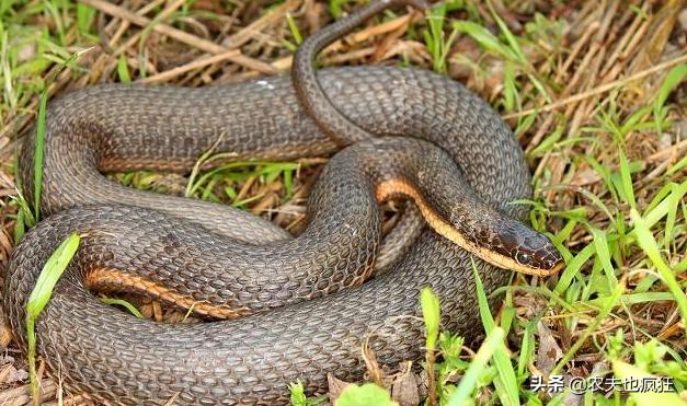 怎么分辨被蛇咬伤有毒没毒,被毒蛇咬伤可以用嘴吸出毒液吗