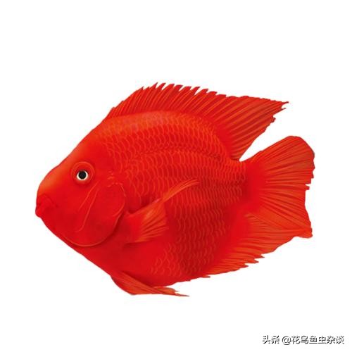 血鹦鹉饲料可以喂红尾皇冠吗,血鹦鹉鱼饲料怎么养