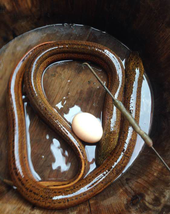 抓黄鳝小知识,农村娃抓黄鳝视频