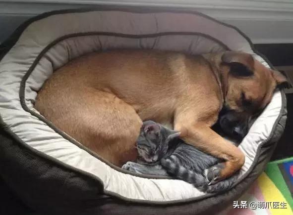 猫为什么喜欢屁股对着主人,猫对着人撅屁股是怎么回事