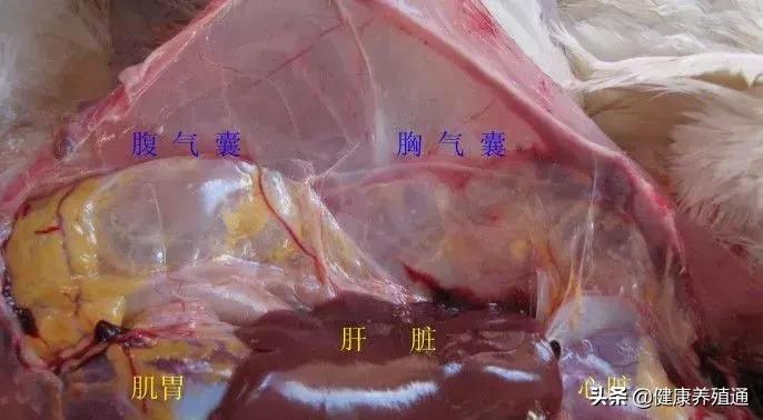 家禽疾病的常用诊断方式有哪些,家禽常见疾病及检测方法书籍