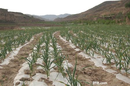 大蒜怎么种才能长得高产,大蒜怎么种才能高产呢