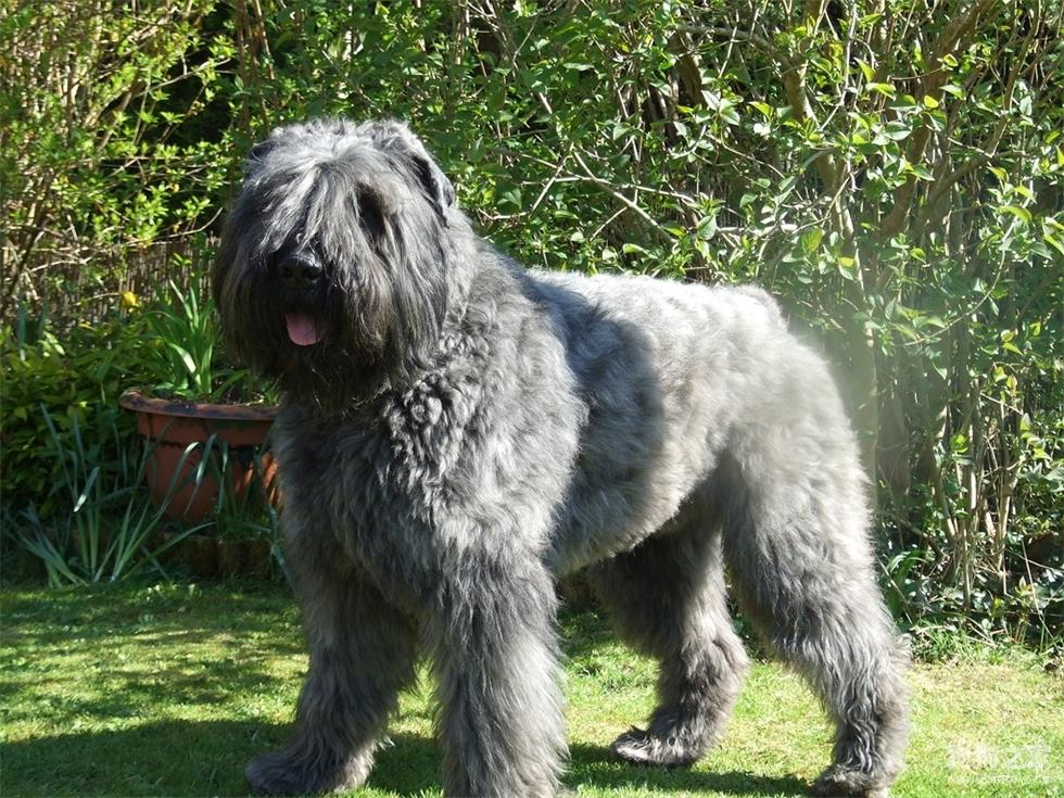 最聪明的十大狗狗品种介绍,史上最全的狗狗品种记得收藏