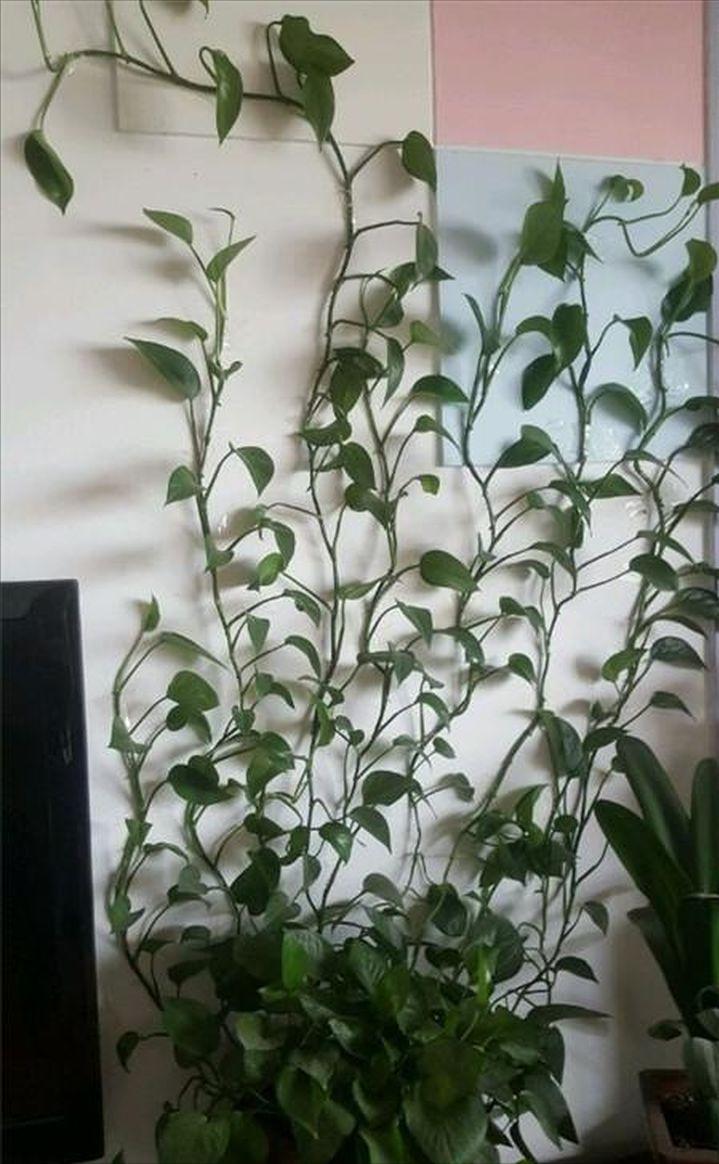 绿萝放鱼缸长得茂盛的方法,绿萝在鱼缸里怎么养新手