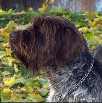 金毛禁养犬名单曲靖,曲靖麒麟区城区养犬标准规定