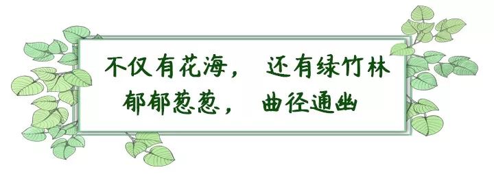 深圳最美簕杜鹃谷公园花海,宝安区花海赏花景点