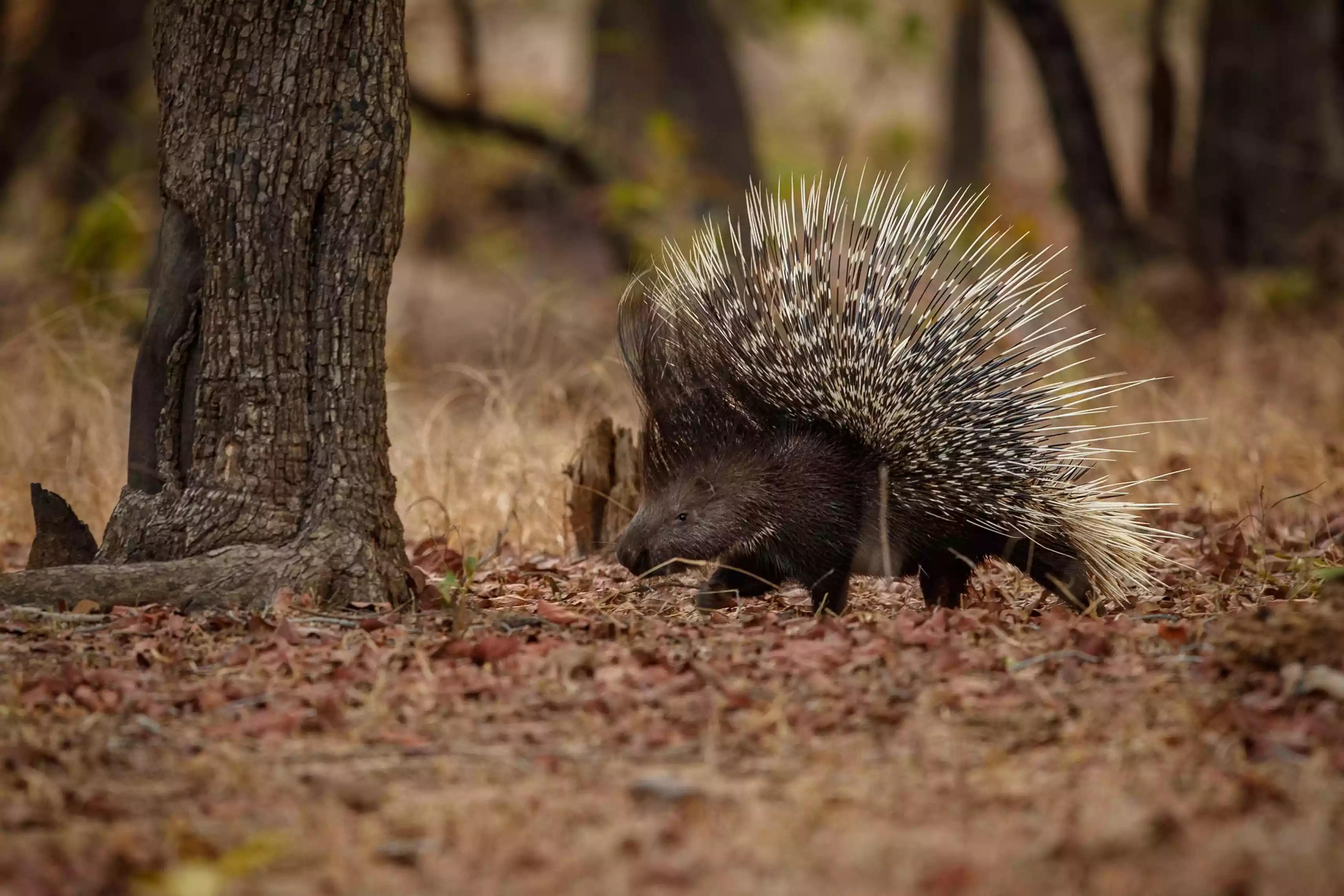 豪猪的特点及习性,豪猪的特殊事件