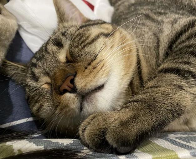 五千块钱买猫,五千块的猫咪