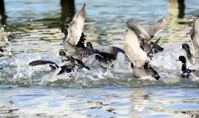 美洲有几种猛禽,美洲三大动物