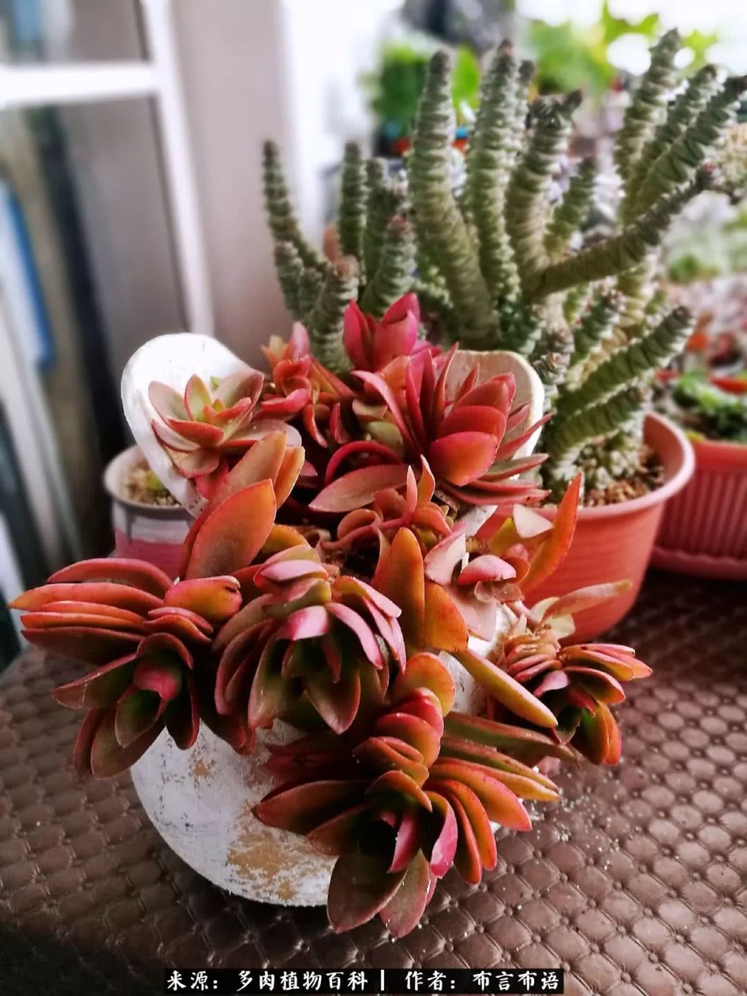 多肉的真实生活感悟,多肉的生活感悟