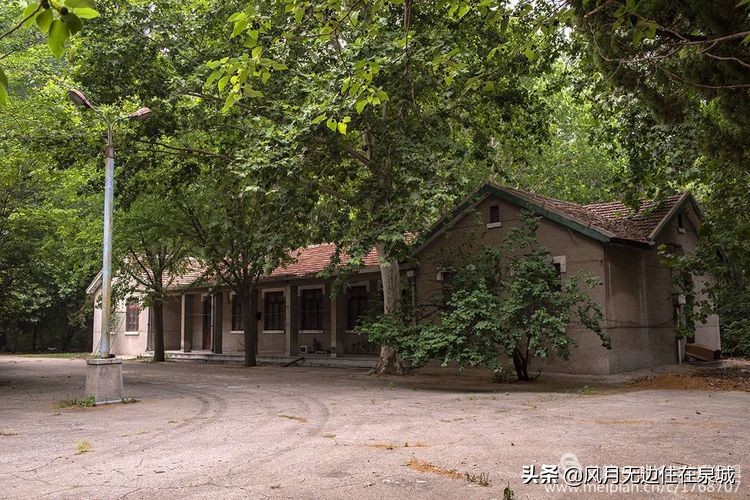 济南一颗梧桐树,济南的法国梧桐