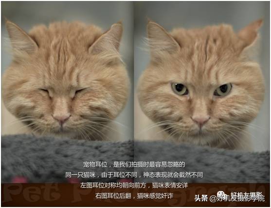 宠物摄影拍照姿势大全,手把手教你拍摄宠物短视频