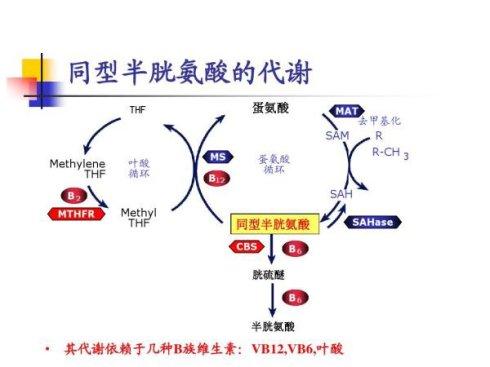 同型半胱氨酸和高血压哪个危害大,同型半胱氨酸通俗易懂的意思