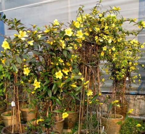 香水茉莉花换盆教程,刚买回来法国香水花上盆