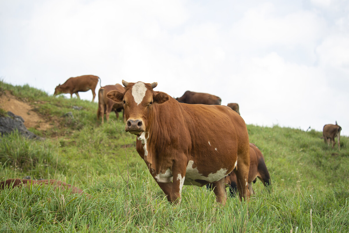 农村最赚钱的五个养殖项目有哪些,目前最有前景的农村养殖项目是啥