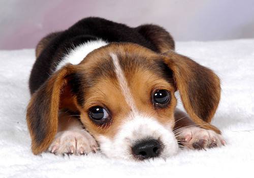 金毛狗可以治愈主人的抑郁症,抑郁症金毛狗狗