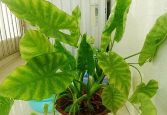 滴水观音烂根怎样处理,水培滴水观音不烂根土培就烂根