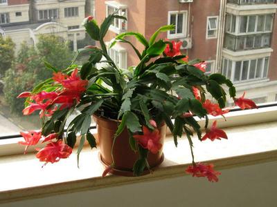 水泡烂苹果,可以喝的“营养液”,干净肥力大,浇啥旺啥,还减肥