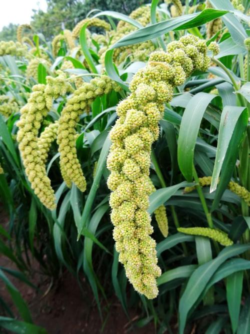 女生的柔软,女性肢体柔软