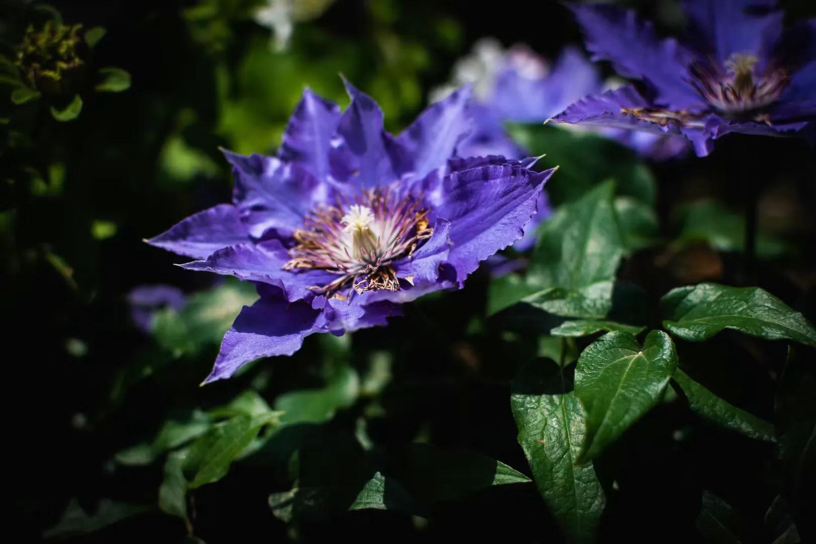 春天的花开得正好拍摄技巧,尼康35-1.8g半画幅人像样片