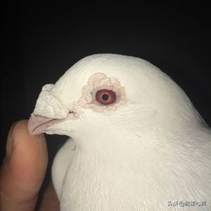 信鸽使命必达视频,使命必达怎么做