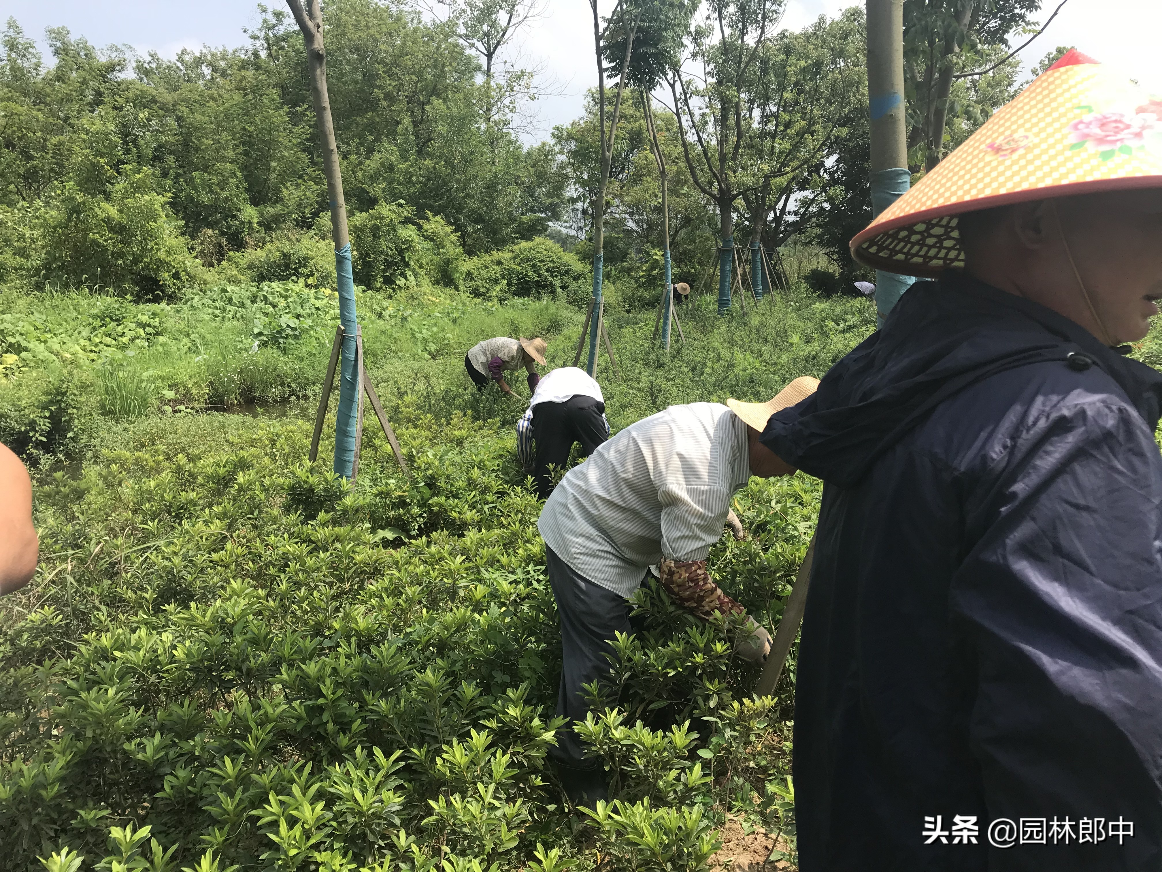 苗圃如何除草不伤苗,苗圃地除草方案