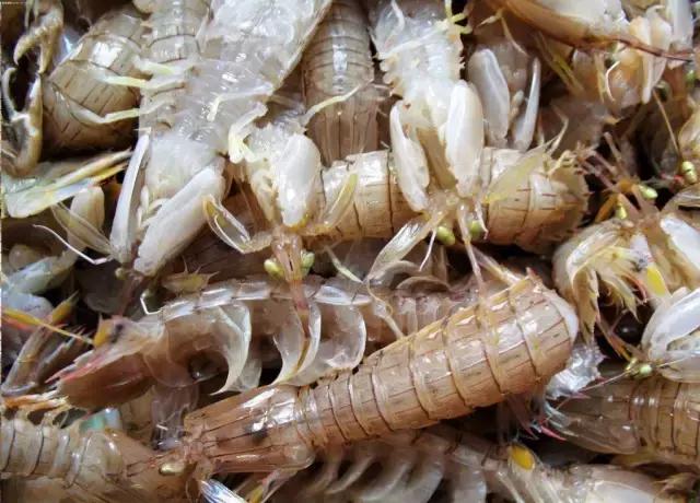 寿光羊口海鲜什么时间去合适,寿光羊口开海时间