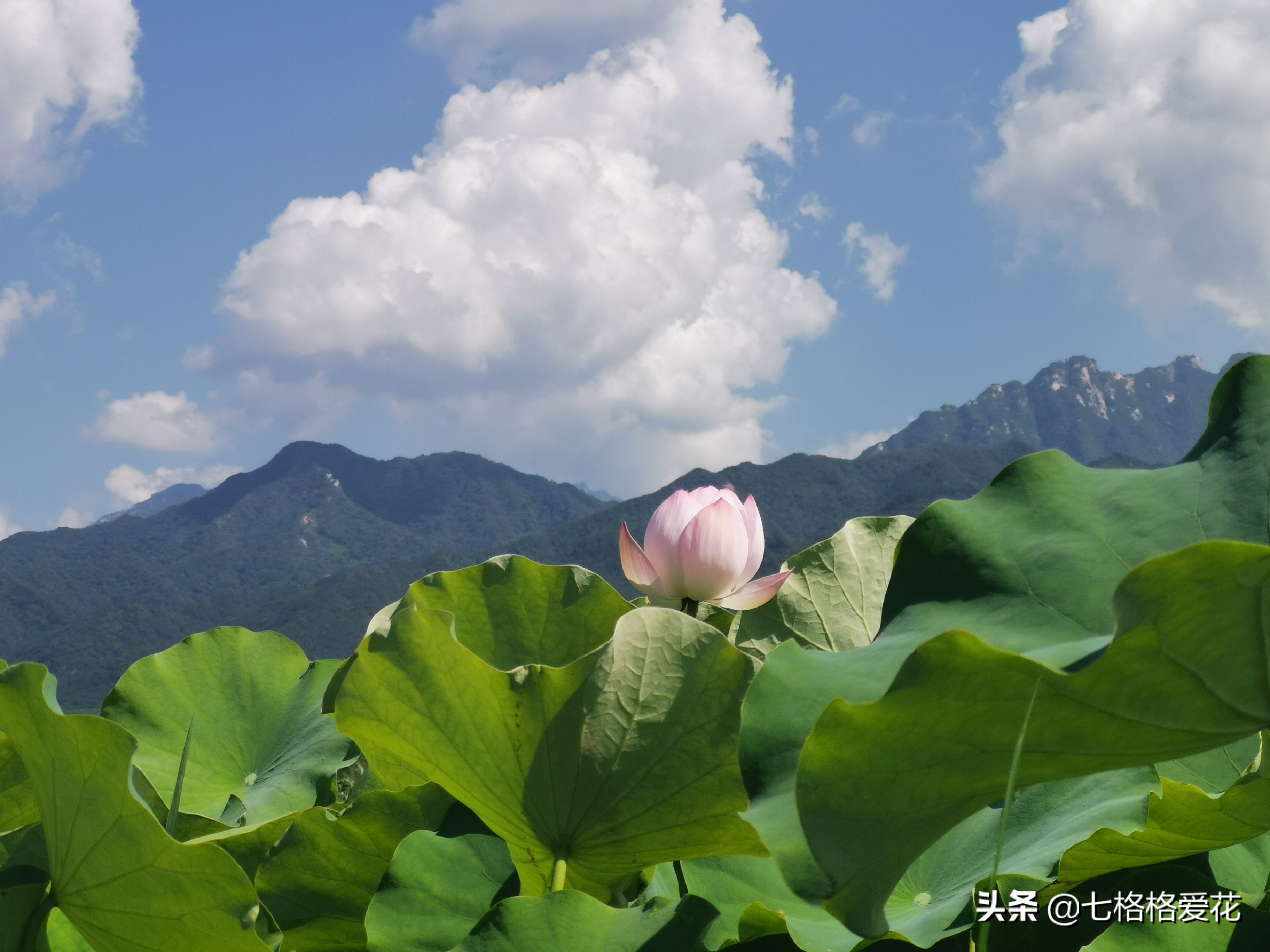 荷花年年开，看荷的人儿年年来，又闻荷花香