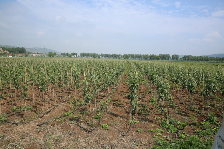 果树接枝生根的营养肥怎样配制,果树嫁接愈合剂能促进成活率吗