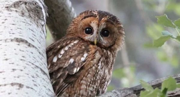 萌萌的动物名字,萌萌哒的植物角名称